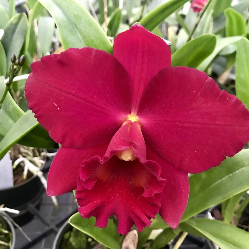 Rlc. Paradise Rose 'My Valentine' — Palmer Orchids